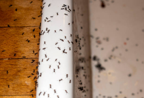 Best Commercial Pest Control Services  in East Pasadena, CA