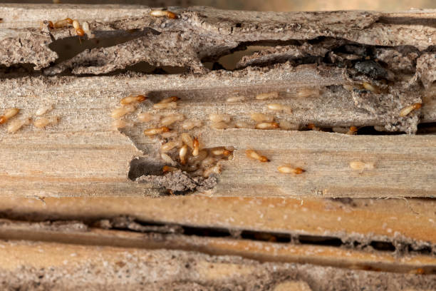 East Pasadena, CA Pest Control Company